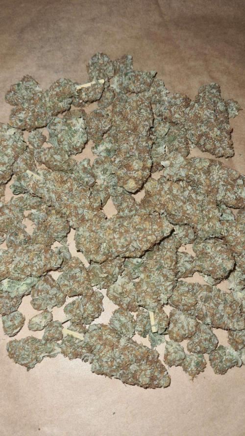 VzH / Citrus Companion. Week 13