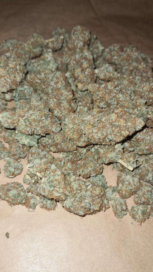 VzH / Citrus Companion. Week 13