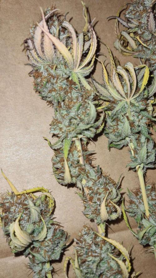 VzH / Citrus Companion. Week 13