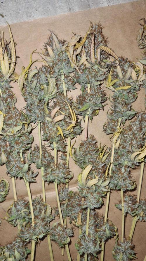 VzH / Citrus Companion. Week 13