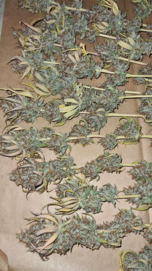 VzH / Citrus Companion. Week 13