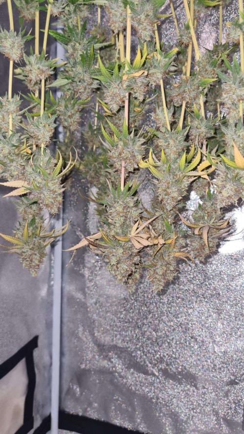 VzH / Citrus Companion. Week 13