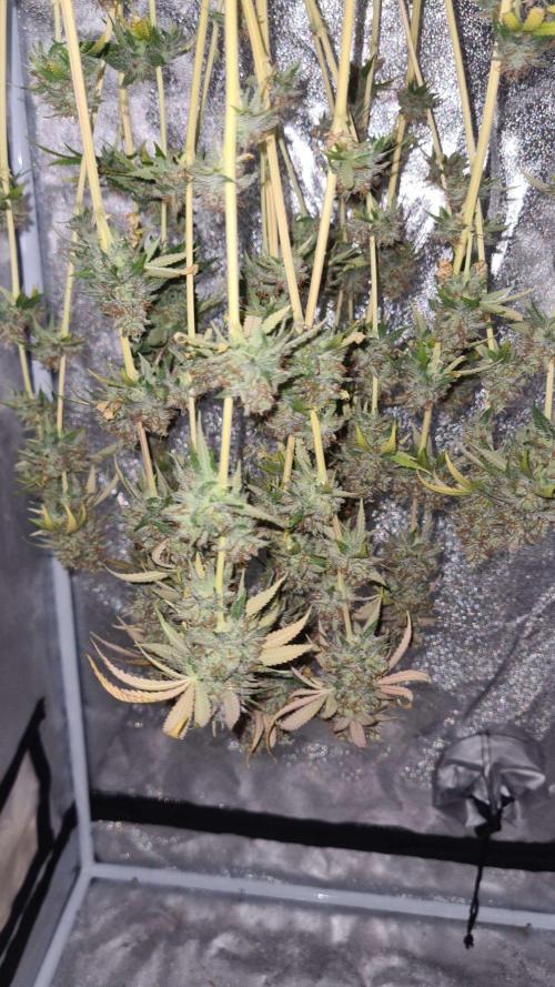 VzH / Citrus Companion. Week 13