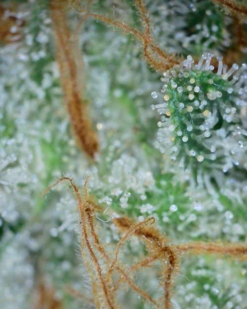 VzH / Cookies Companion # 7. Week 11