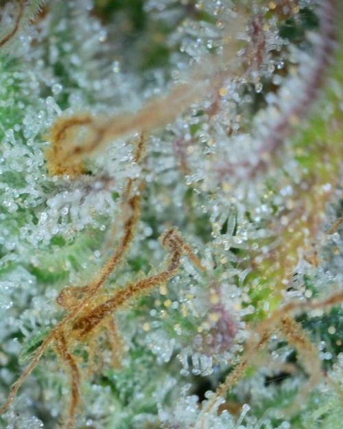 VzH / Cookies Companion # 7. Week 11