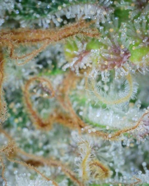 VzH / Cookies Companion # 7. Week 11