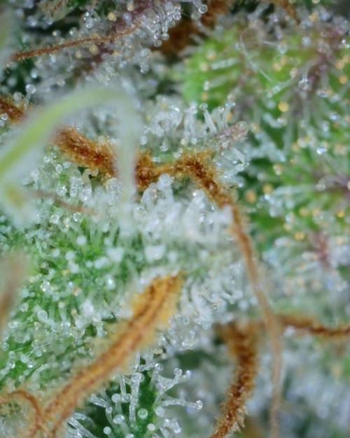 VzH / Cookies Companion # 7. Week 11
