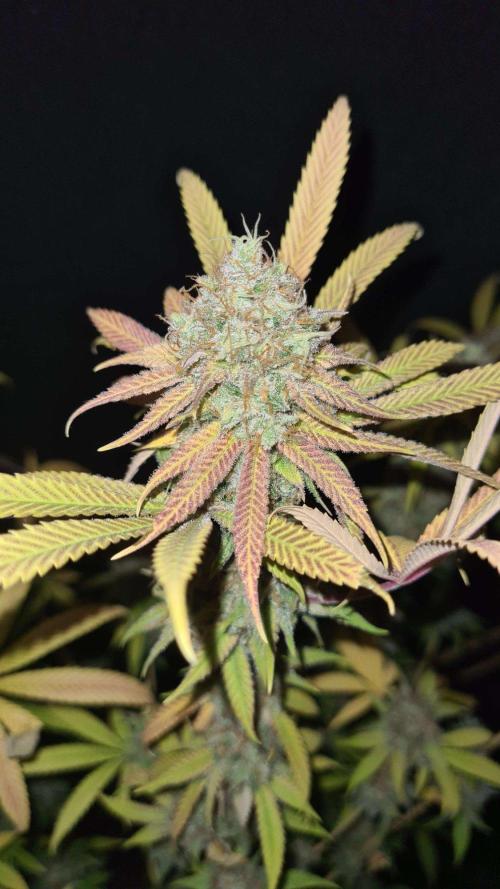 VzH / Cookies Companion # 7. Week 11