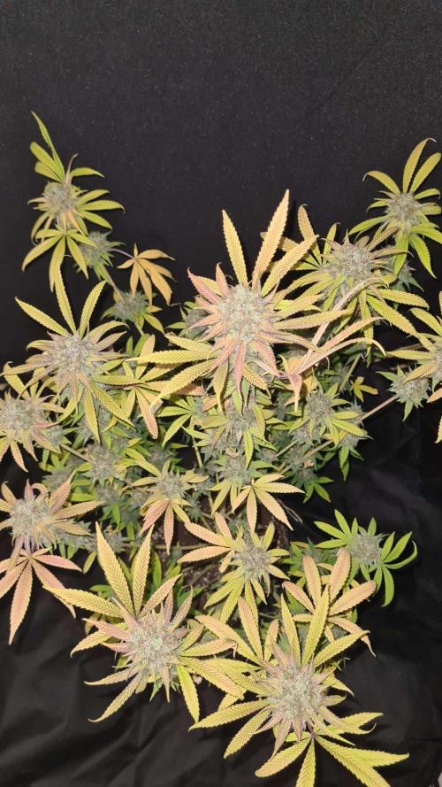 VzH / Cookies Companion # 7. Week 11