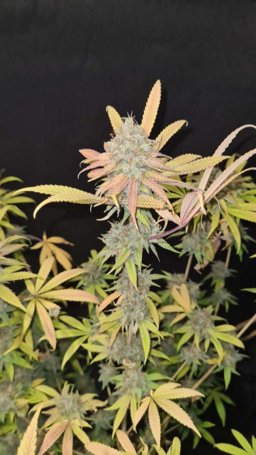 VzH / Cookies Companion # 7. Week 11