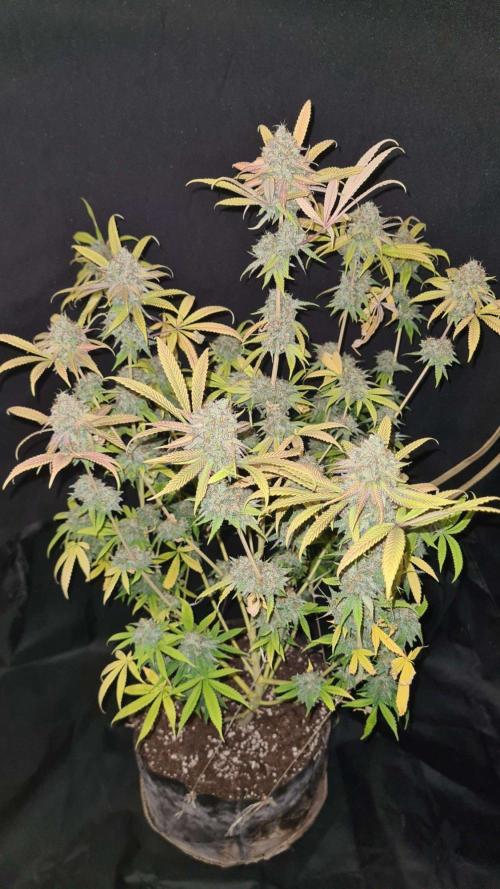 VzH / Cookies Companion # 7. Week 11