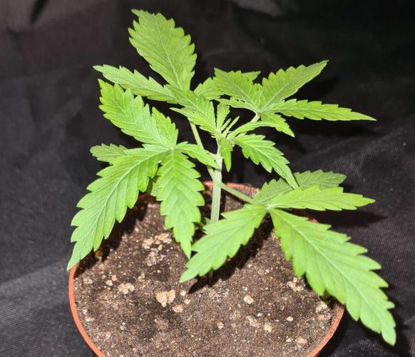 Glitter Bomb Auto  - CS Reversal. Week 3