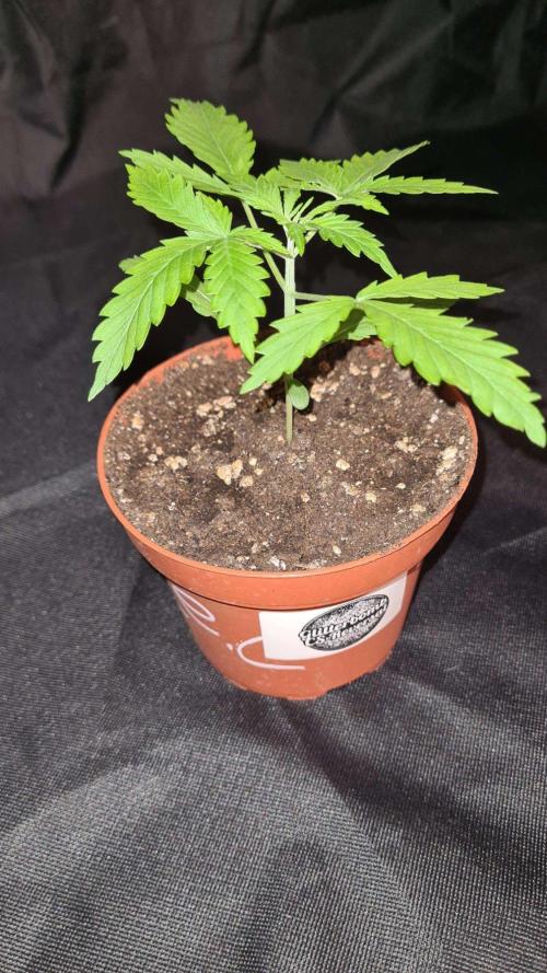 Glitter Bomb Auto  - CS Reversal. Week 3