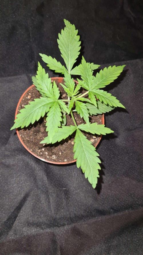 Glitter Bomb Auto. Week 3