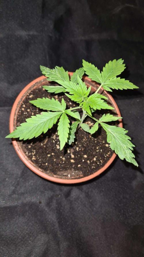 Chem Brulee Auto - CS Reversal. Week 3