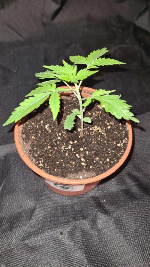 Chem Brulee Auto - CS Reversal. Week 3