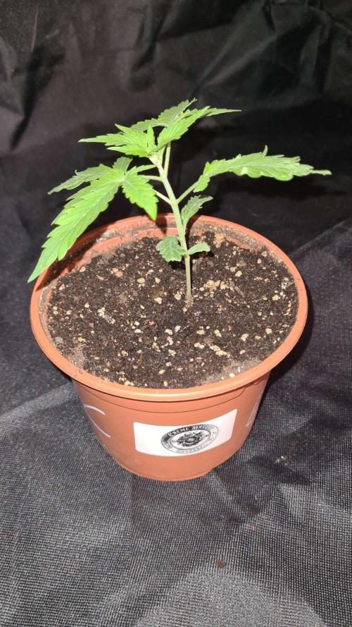Chem Brulee Auto. Week 3