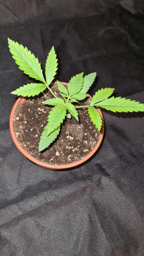 Northern Lights OG Auto  - CS Reversal. Week 3