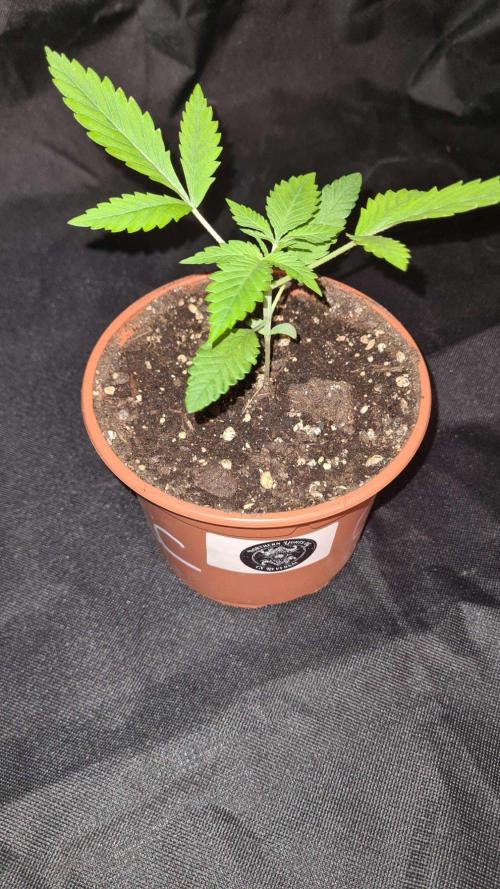 Northern Lights OG Auto. Week 3