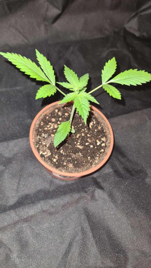 Blue Lobster Auto - CS Reversal. Week 3