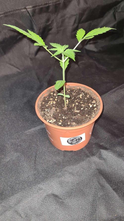 Blue Lobster Auto. Week 3