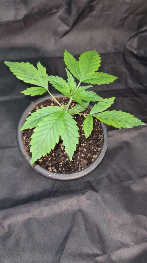 Sticky Beast Auto - CS Reversal. Week 3