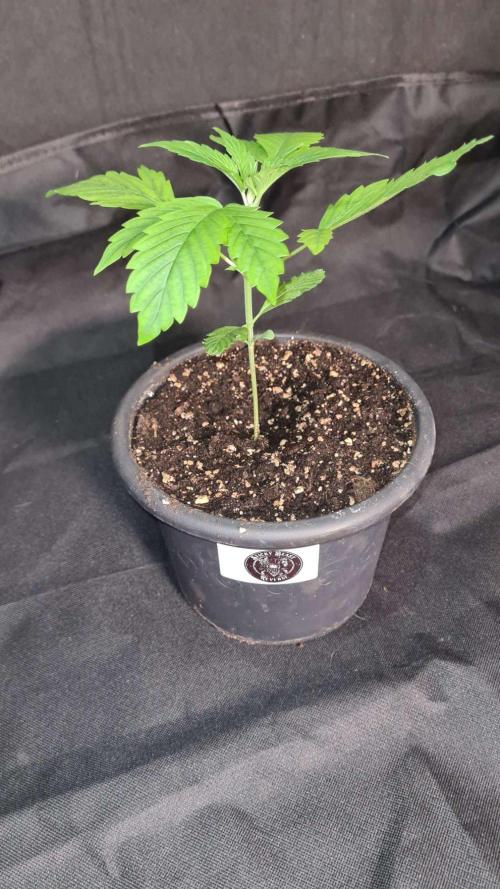Sticky Beast Auto. Week 3