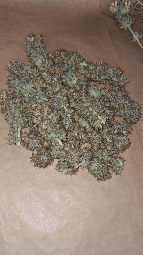 VzH / Cookies Companion # 7. Week 12