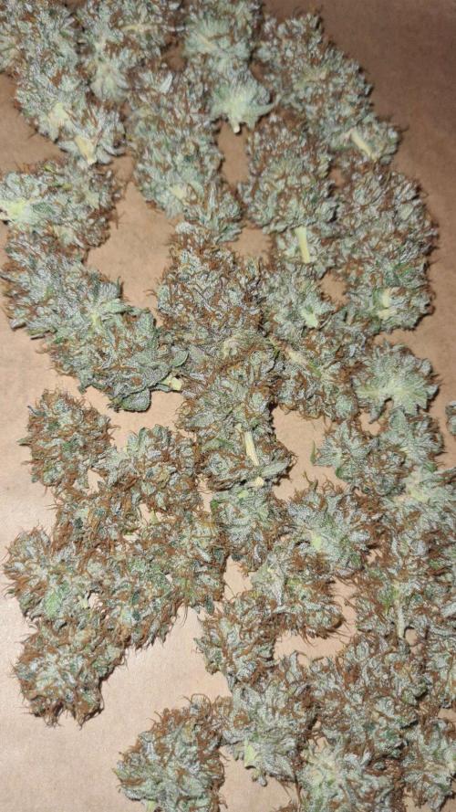 VzH / Cookies Companion # 7. Week 12