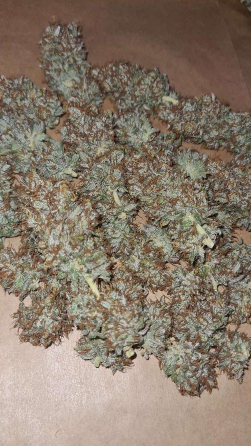 VzH / Cookies Companion # 7. Week 12
