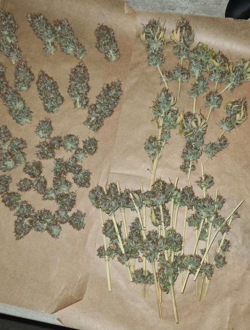 VzH / Cookies Companion # 7. Week 12