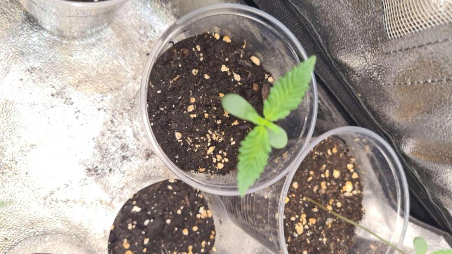 Cap Junky Auto (Zamnesia Seeds) # 1c. Week 1