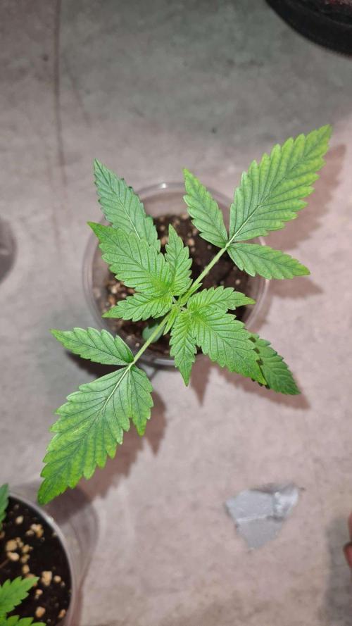 Cap Junky Auto (Zamnesia Seeds) # 1c. Week 2