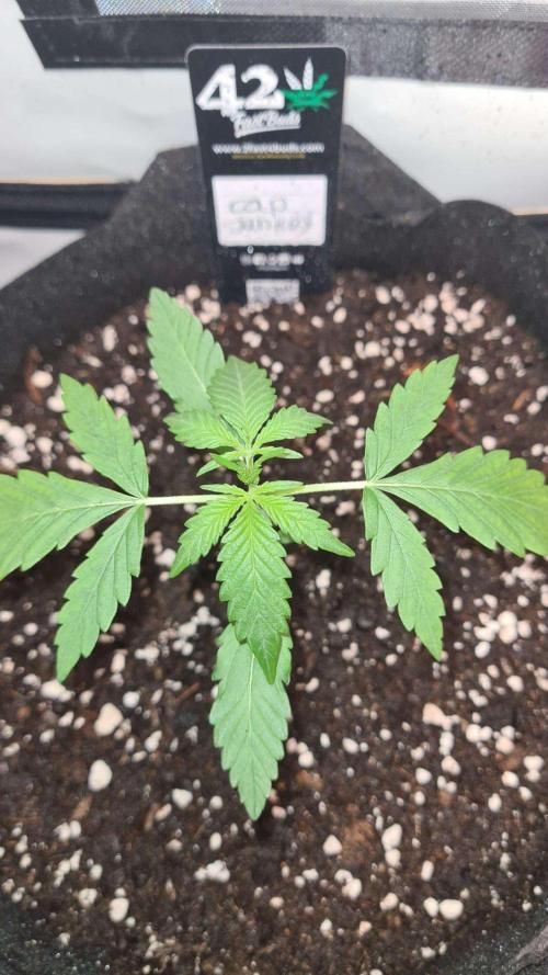 Cap Junky Auto (Zamnesia Seeds) # 1c. Week 2