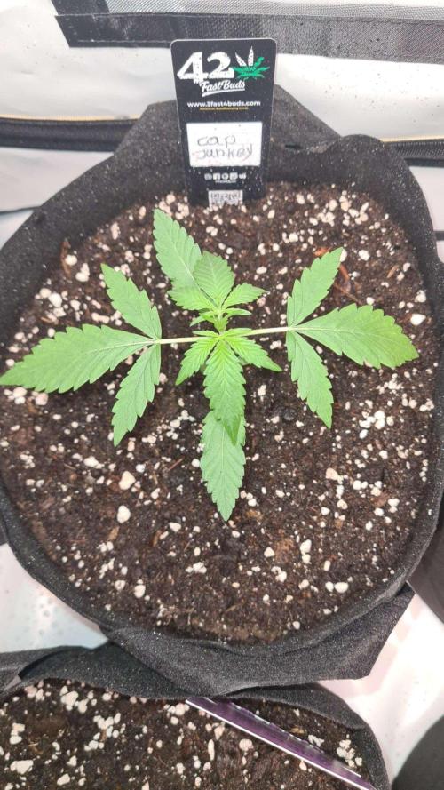 Cap Junky Auto (Zamnesia Seeds) # 1c. Week 2