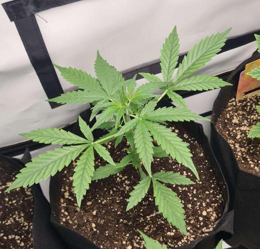 Cap Junky Auto (Zamnesia Seeds) # 1c. Week 3