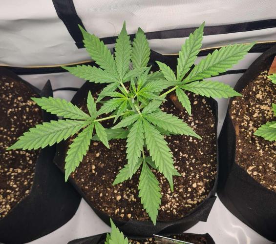Cap Junky Auto (Zamnesia Seeds) # 1c. Week 3