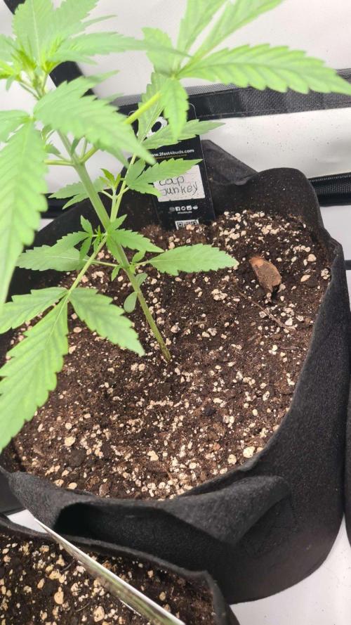 Cap Junky Auto (Zamnesia Seeds) # 1c. Week 3