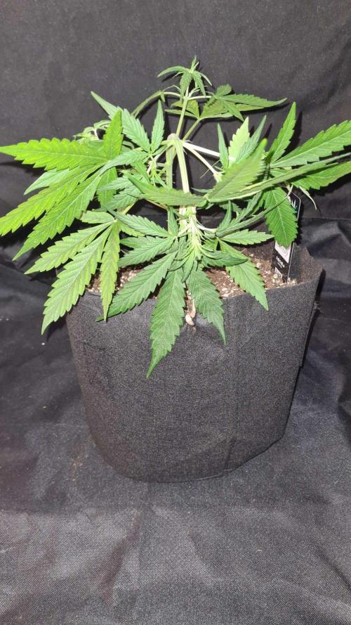 Cap Junky Auto (Zamnesia Seeds) # 1c. Week 4