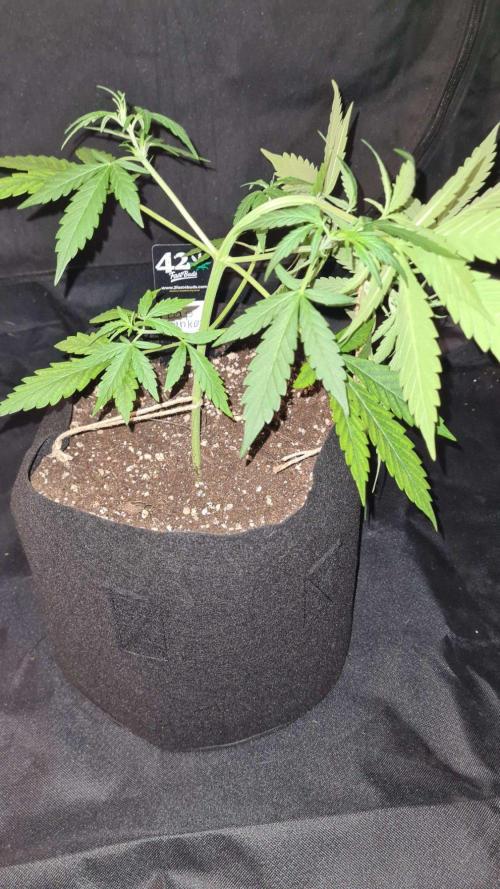 Cap Junky Auto (Zamnesia Seeds) # 1c. Week 4