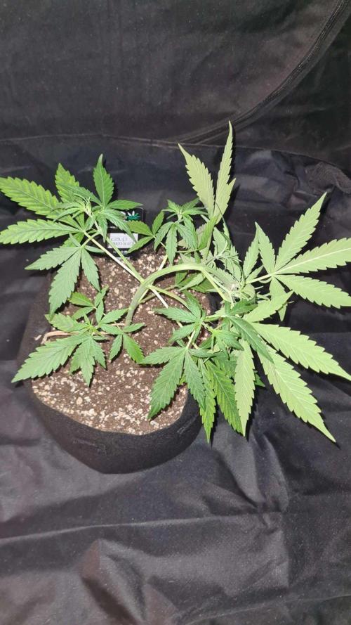 Cap Junky Auto (Zamnesia Seeds) # 1c. Week 4