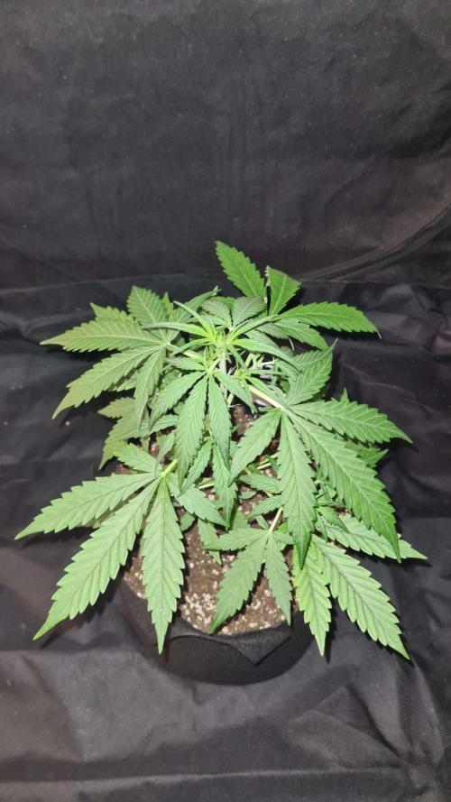 Cap Junky Auto (Zamnesia Seeds) # 1c. Week 4