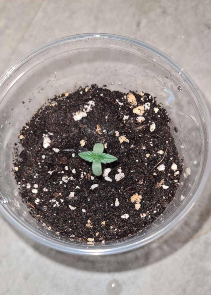 Blue Lobster Auto (Zamnesia Seeds) #1c. Week 1