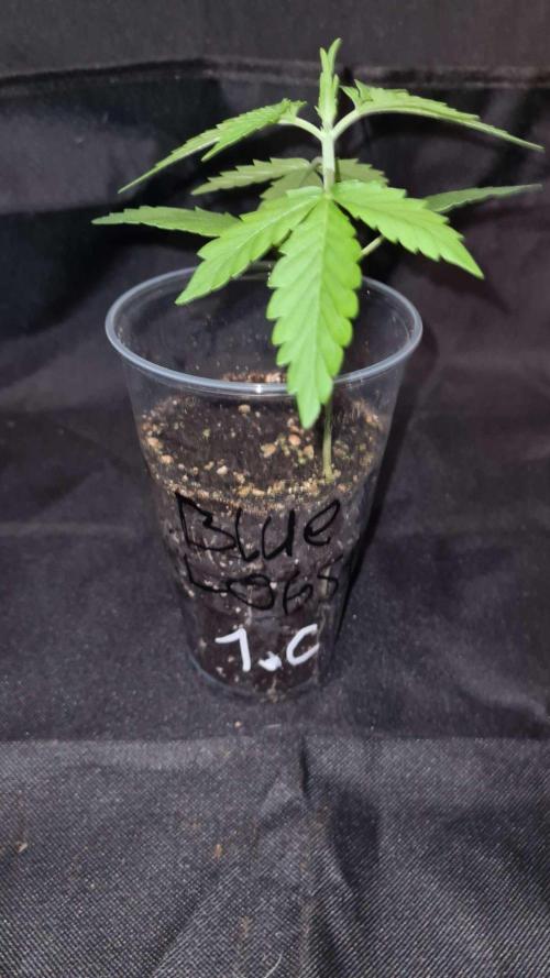 Blue Lobster Auto (Zamnesia Seeds) #1c. Week 2