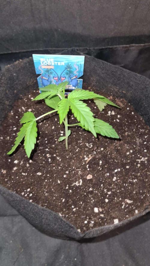 Blue Lobster Auto (Zamnesia Seeds) #1c. Week 2