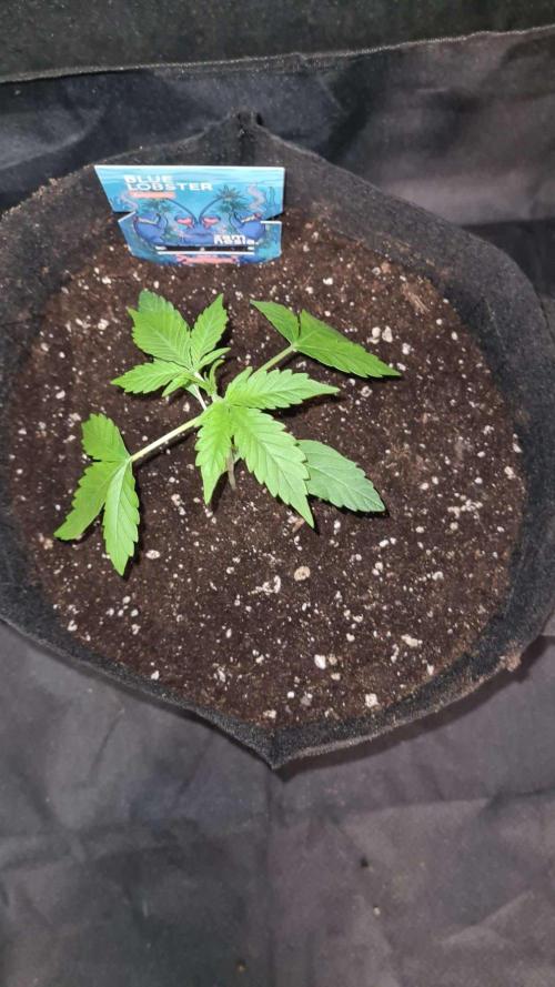 Blue Lobster Auto (Zamnesia Seeds) #1c. Week 2