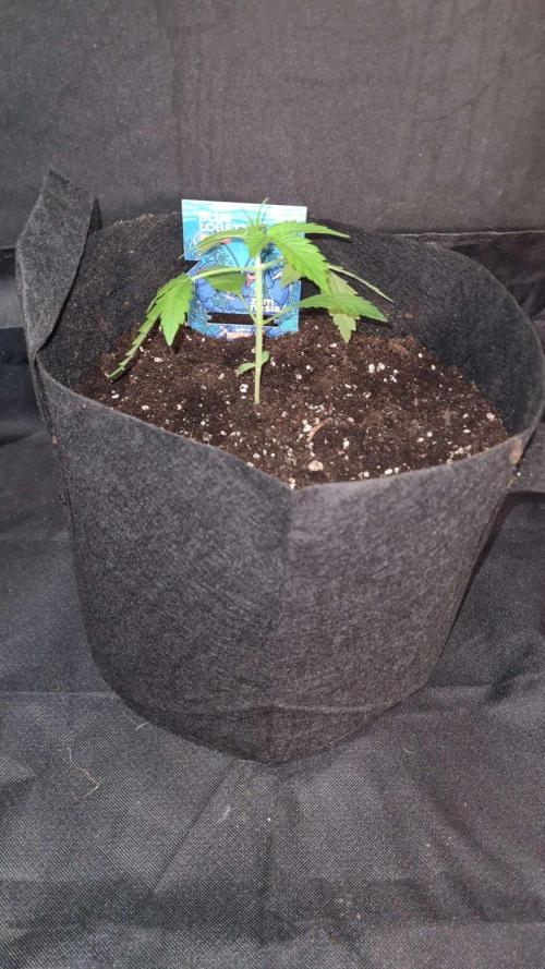 Blue Lobster Auto (Zamnesia Seeds) #1c. Week 2