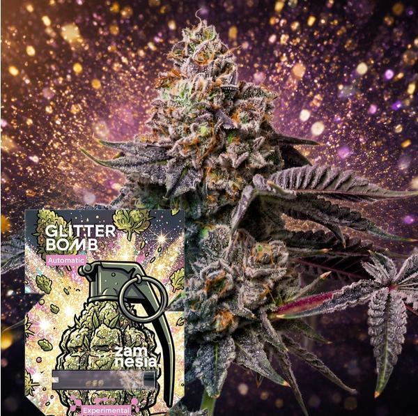 Glitter Bomb Auto (Zamnesia Seeds) #3c. Week 0
