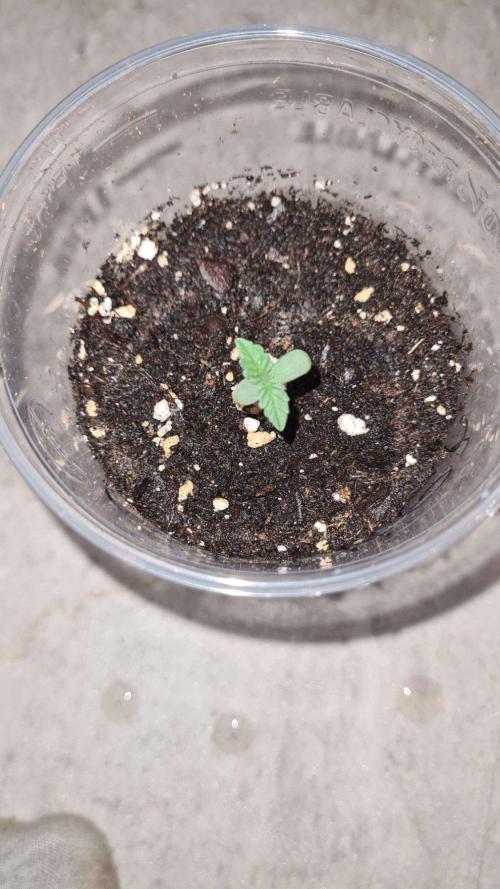 Glitter Bomb Auto (Zamnesia Seeds) #3c. Week 1