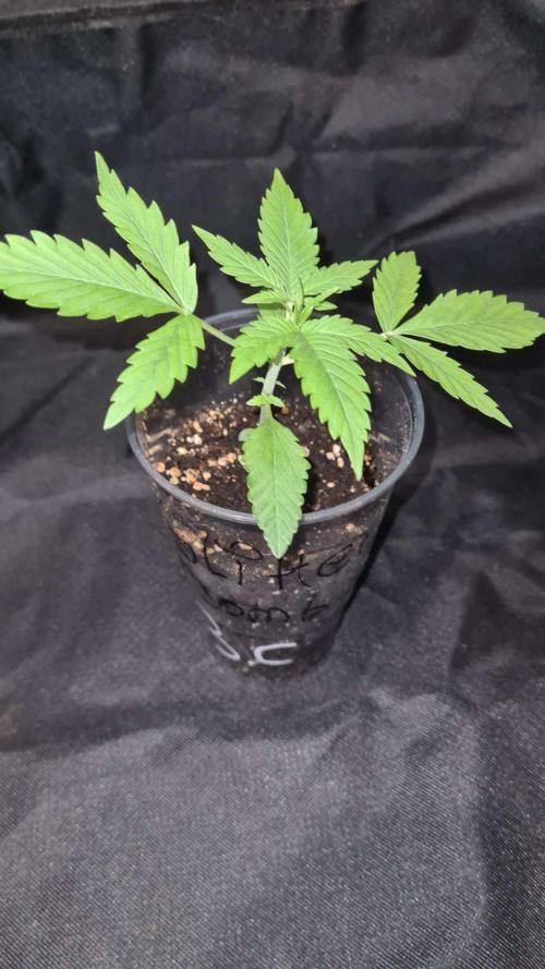 Glitter Bomb Auto (Zamnesia Seeds) #3c. Week 2
